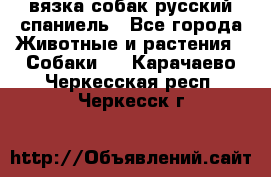 вязка собак русский спаниель - Все города Животные и растения » Собаки   . Карачаево-Черкесская респ.,Черкесск г.